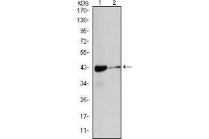 Western blot analysis using ACTA2 mouse mAb against Hela (1), and Cos7 (2) cell lysate.
