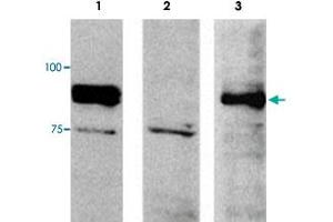 Western blot analysis of extracts from NIH/3T3 (mouse, lane 1), 3Y1E (rat lane 2) and DU145 (human lane 3) cells using FAM129B polyclonal antibody . (MEG3 anticorps)