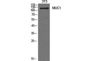 Western Blot (WB) analysis of NIH-3T3 cells using Mucin 1 Polyclonal Antibody. (MUC1 anticorps  (Internal Region))