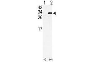 Image no. 1 for anti-Gap Junction Protein, beta 6, 30kDa (GJB6) (AA 95-124), (N-Term) antibody (ABIN357095) (GJB6 anticorps  (N-Term))
