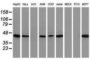 Image no. 4 for anti-ADP-Ribosylation Factor GTPase Activating Protein 1 (ARFGAP1) antibody (ABIN1496684) (ARFGAP1 anticorps)