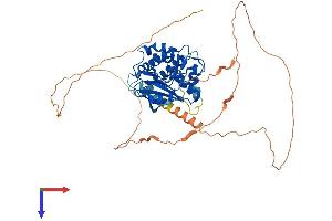 AlphaFold protein structure predicition of Mouse Recombinant Camkv Protein, UniprotID Q3UHL1
