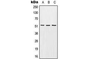 Western blot analysis of EDG6 expression in HEK293T (A), mouse liver (B), H9C2 (C) whole cell lysates. (S1PR4 anticorps  (Center))