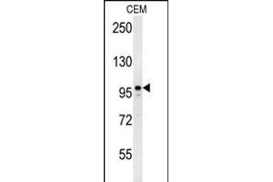 P1S Antibody (Center) (ABIN651956 and ABIN2840474) western blot analysis in CEM cell line lysates (35 μg/lane). (MAP1S anticorps  (AA 493-520))