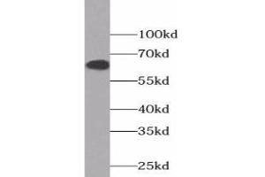 Western blot analysis of HEK-293 cells using COX2 Antibody (1/600 dilution) (COX2 anticorps)