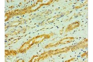 Immunohistochemistry of paraffin-embedded human kidney tissue using ABIN7146759 at dilution of 1:100 (CPA1 anticorps  (AA 111-419))