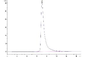 The purity of Human CD84 is greater than 95 % as determined by SEC-HPLC.