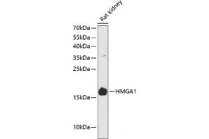 Western blot analysis of extracts of Rat kidney using HMGA1 Polyclonal Antibody at dilution of 1:3000. (HMGA1 anticorps)