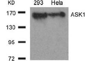 Image no. 3 for anti-Mitogen-Activated Protein Kinase Kinase Kinase 5 (MAP3K5) (Ser966) antibody (ABIN197326) (ASK1 anticorps  (Ser966))