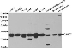 Western Blotting (WB) image for anti-Proteasome (Prosome, Macropain) 26S Subunit, Non-ATPase, 7 (PSMD7) antibody (ABIN1876544) (PSMD7 anticorps)