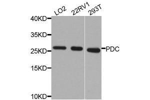 Western blot analysis of extracts of various cell lines, using PDC antibody. (Phosducin anticorps  (AA 1-246))