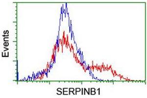 Image no. 11 for anti-serpin Peptidase Inhibitor, Clade B (Ovalbumin), Member 1 (SERPINB1) (AA 77-306) antibody (ABIN1491671)
