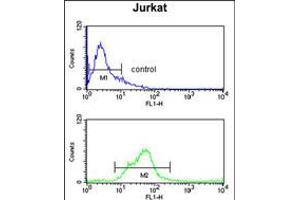 Flow cytometry analysis of Jurkat cells (bottom histogram) compared to a negative control cell (top histogram). (SH2D1B anticorps  (AA 65-92))