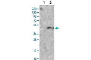Western blot analysis of HEK293T cell lysate using HS3ST1 polyclonal antibody . (HS3ST1 anticorps)