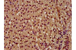 IHC image of ABIN7166863 diluted at 1:300 and staining in paraffin-embedded human adrenal gland tissue performed on a Leica BondTM system. (PYGO2 anticorps  (AA 175-325))