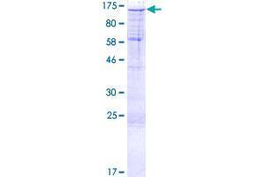 Slingshot Homolog 1 (SSH1) (AA 1-1049) protein (GST tag)