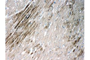Anti-HSPB2 antibody, IHC(F) IHC(F): Rat Cardiac Muscle Tissue