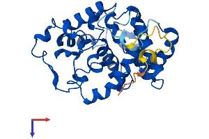 Myo-Inositol Oxygenase (MIOX) (AA 1-285) protein (His tag)