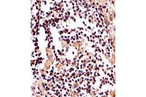 anti-IZUMO Family Member 2 (IZUMO2) (AA 90-124) antibody