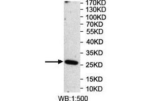 Western blot analysis of recombinant protein using OSGIN2 Antibody.