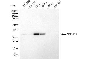 Western blotting analysis using NMNAT1 antibody (ABIN7799594).