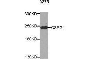 Western blot analysis of extracts of A375 cell line, using CSPG4 antibody. (NG2 anticorps  (AA 1950-2210))