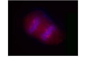 Immunofluorescence (IF) image for anti-Salt-Inducible Kinase 2 (SIK2) antibody (ABIN2666364) (SIK2 anticorps)