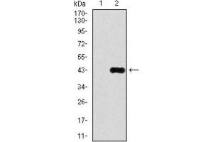 Western Blotting (WB) image for anti-delta-Like 4 (DLL4) antibody (ABIN1846319) (DLL4 anticorps)