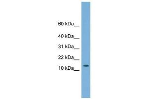 CHCHD1 antibody used at 1 ug/ml to detect target protein. (CHCHD1 anticorps  (N-Term))