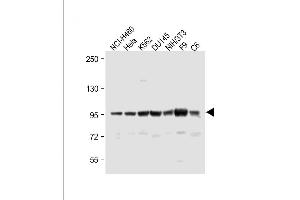 All lanes : Anti-ABCF1 Antibody (C-term) at 1:1000 dilution Lane 1: NCI- whole cell lysate Lane 2: Hela whole cell lysate Lane 3: K562 whole cell lysate Lane 4: D whole cell lysate Lane 5: NIH/3T3 whole cell lysate Lane 6: F9 whole cell lysate Lane 7: C6 whole cell lysate Lysates/proteins at 20 μg per lane.