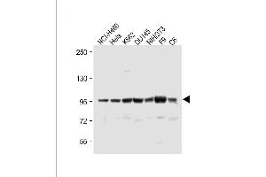 All lanes : Anti-ABCF1 Antibody (C-term) at 1:1000 dilution Lane 1: NCI- whole cell lysate Lane 2: Hela whole cell lysate Lane 3: K562 whole cell lysate Lane 4: D whole cell lysate Lane 5: NIH/3T3 whole cell lysate Lane 6: F9 whole cell lysate Lane 7: C6 whole cell lysate Lysates/proteins at 20 μg per lane. (ABCF1 anticorps  (C-Term))