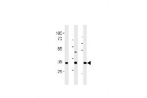 RAT Cgref1 Antibody (C-term) (ABIN1881716 and ABIN2843443) western blot analysis in rat liver,stomach and testis tissue lysates (35 μg/lane).