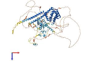 AlphaFold protein structure predicition of Human Recombinant CHERP Protein, UniprotID Q8IWX8
