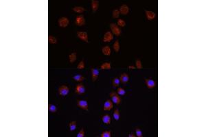 Immunofluorescence analysis of L929 cells using  antibody (ABIN6127334, ABIN6136734, ABIN6136739 and ABIN6221182) at dilution of 1:100. (AKT1 anticorps  (AA 1-150))