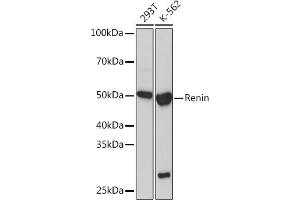 Western blot analysis of extracts of various cell lines, using Renin Rabbit mAb (ABIN7269913) at 1:1000 dilution.