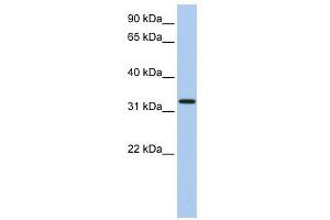 C12ORF24 antibody used at 1 ug/ml to detect target protein. (C12ORF24 anticorps  (N-Term))