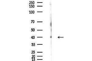 anti-Centromere Protein N (CENPN) (C-Term) antibody