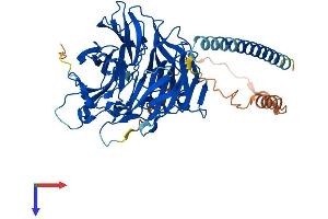 AlphaFold protein structure predicition of Mouse Recombinant Coro2a Protein, UniprotID Q8C0P5
