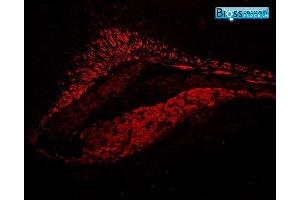 Image was kindly submitted by Dr.