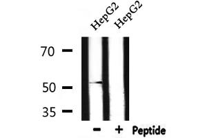 Western blot analysis of extracts from HepG2 , using DRD2 Antibody.