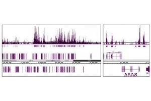 MMSET / WHSC1 antibody (mAb) tested by ChIP-Seq.