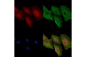 ABIN6258626 and ABIN6274597 staining  cells by IF/ICC. (Cadherin-16 anticorps  (C-Term))
