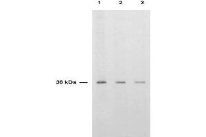 Anti-TS is shown to detect thymidylate synthase present in a HeLa cell extract. (TYMS anticorps)
