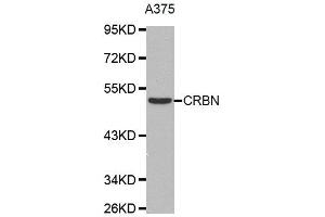 Western Blotting (WB) image for anti-Cereblon (CRBN) antibody (ABIN1876059) (CRBN anticorps)