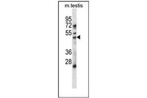 Western blot analysis of HDAC11 Antibody (Center) in mouse testis tissue lysates (35ug/lane). (HDAC11 anticorps  (Middle Region))