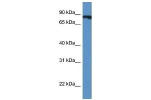 Western Blot showing CUL4A antibody used at a concentration of 1 ug/ml against Fetal Heart Lysate (Cullin 4A anticorps  (Middle Region))