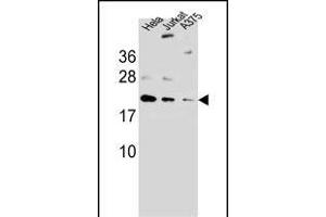 ARL6IP6Antibody (N-term) (ABIN657260 and ABIN2846355) western blot analysis in ,Hela,Jurkat cell line lysates (35 μg/lane). (ARL6IP6 anticorps  (N-Term))