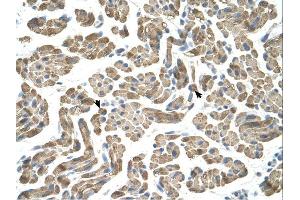 NEU1 antibody was used for immunohistochemistry at a concentration of 4-8 ug/ml.