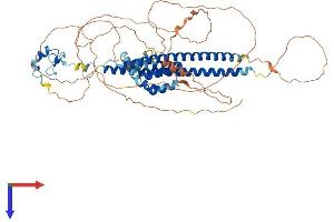 AlphaFold protein structure predicition of Mouse Recombinant Cbfa2t3 Protein, UniprotID O54972