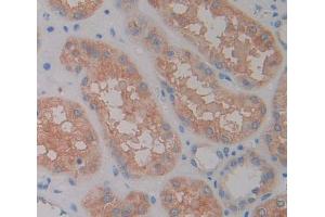 Used in DAB staining on fromalin fixed paraffin- embedded kidney tissue (RGS7 anticorps  (AA 1-144))